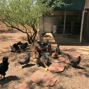 Meet your Posher, Alicia